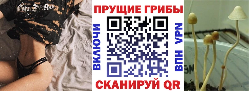 ОМГ ОМГ ONION  Кудрово  Псилоцибиновые грибы Psilocybe 
